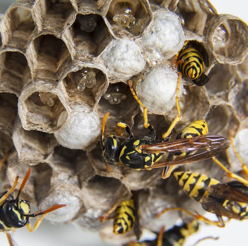 wespennest laten verwijderen